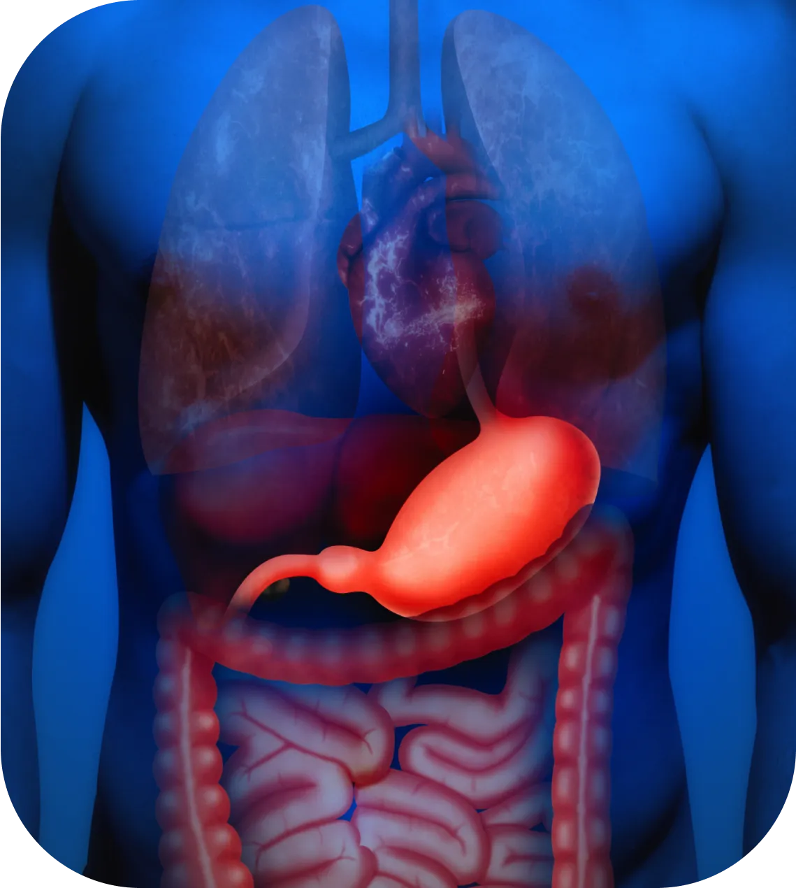 Illustration of human digestive system with stomach highlighted in red